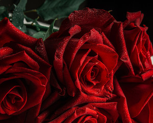 A bouquet of red roses covered with small drops of water lying on a white wooden table
