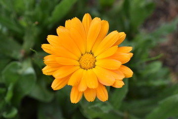 flor amarilla