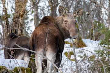 Moose in the forest, Skille in Brønnøy municipality, Northern Norway