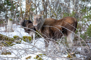 Moose in the forest, Skille in Brønnøy municipality, Northern Norway