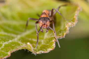 Red ant on leaf. Red ant close up.
