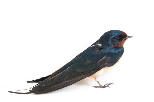Bird barn swallow (Hirundo rustica) or swift on a white background