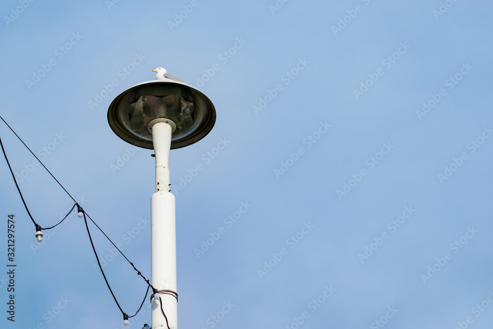 Wall mural white metal street light with seagull perched on top situated at the coastal town of roker in sunder