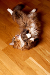 Cat, a long-haired cat with green eyes. The cat lies on a wooden floor. Domestic cat. Beautiful old cat three-color cat fur coat