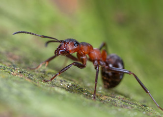 Portrait einer ruhenden Ameise, Waldameise auf Moosgrünem Baumstamm ruhend, Portrait einer roten Waldameise auf Ameisenstraße, Ruhende sonnende Waldameise, 