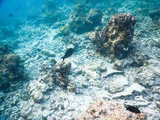 plankton and tropical fishes