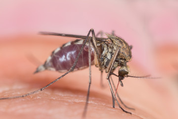 The mosquito (Culex pipiens) drinks blood on human skin. The mosquito (Culex pipiens) drinks blood, super macro.