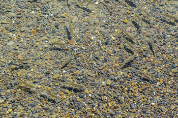 Small fishes swimming in Pfeffikon lake's shore