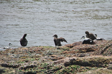 Horizontal image with selective focus of adult Somateria mollissima (common eider, Eiderente) water birds sitting by water