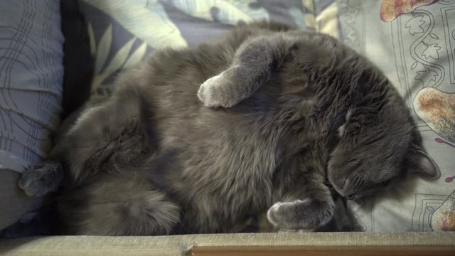 Gray cat yawns while sleeping on bed, domestic cat sleep position belly up, upside down.