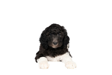 Harlequin Poodle puppy with black and white fur lying isolated on a white background