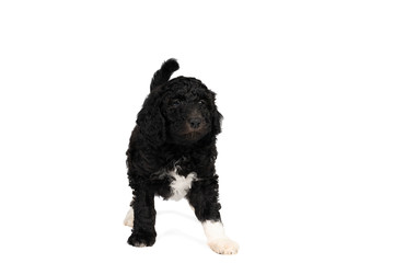 Harlequin Poodle puppy with black and white fur standing isolated on a white background