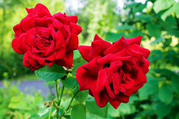 Red Roses on a bush in a garden. Nature. Spring. Valentine's Day, mothers Day.