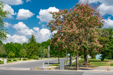Aesculus х carnea tree with pink flowers blooms in spring.