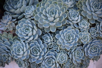 succulents