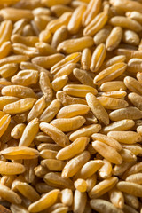 Dry Brown Organic Khorasan Wheat