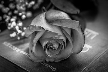 Rosa sobre libro en blanco y negro