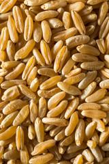 Dry Brown Organic Khorasan Wheat