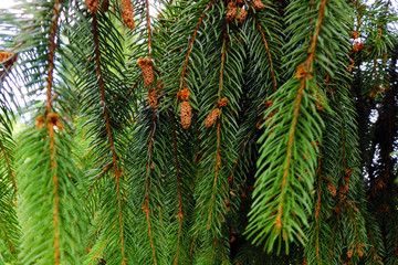 green pine branches in the spring or summer.