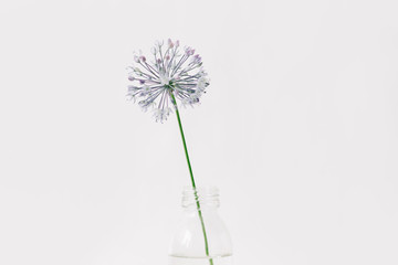 one purple round flower in a transparent glass jar on a white background