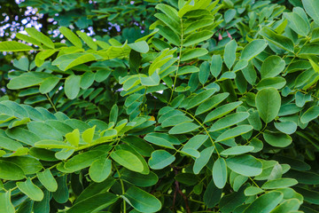 Fototapeta na wymiar Beautiful green background from tree branches, texture.