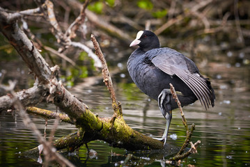 Naklejka premium Eurasian Coot ( Fulica Atra ) Sitting on a Tree Trunk in Lake