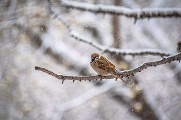 sparrow sitting on a tree branch.