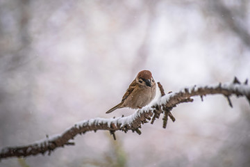 sparrow sitting on a tree branch.