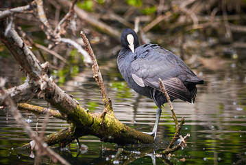 Eurasian Coot ( Fulica Atra ) Sitting on a Tree Trunk in Lake