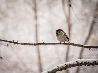 sparrow sitting on a tree branch.