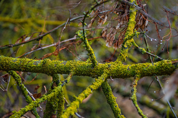 Spring postcard with colorfully mossed and lichened wet forest tree branches, closeup, details
