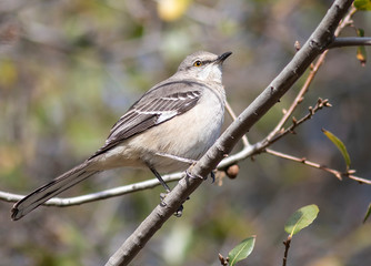 Mockingbird