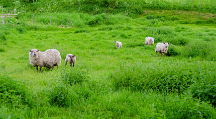 Obraz premium Sheps on a green meadow