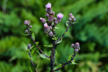 blooms from marsh thistle in the summer.