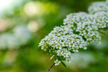 Blooming spirea on a spring