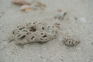 Coral skeleton piece