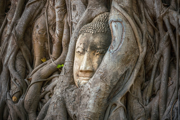 Buddha head trapped in bodhi tree roots in Wat Mahathat Temple, Ayutthaya.  Bangkok province, Thailand