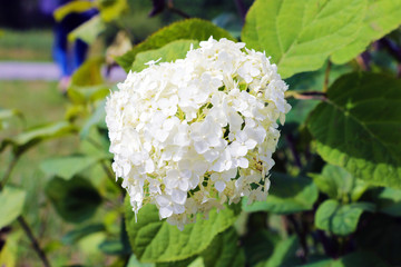 bouquet of white hydrangea flower blossom in morning garden and green background.