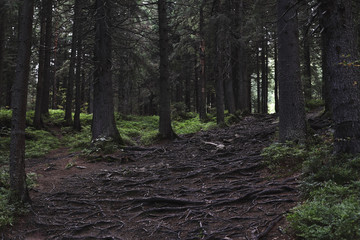 Background of the dark roots and fir trees in the forest