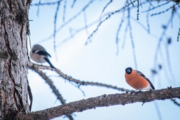 reddish chest bullfinch on a winter day