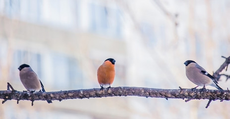 reddish chest bullfinch on a winter day