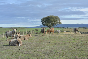 Group of cows in a Spanish field in Salamanca, Spain