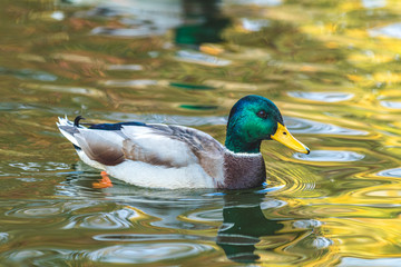 Ducks swimming in the city park lake. Beautiful sunny autumn day. Close up, shallow depths of the field