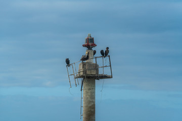 Pelican and cormorants in lighthouse