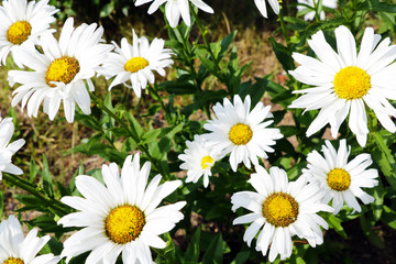 Obraz premium Daisy flower on green meadow. selective focus.