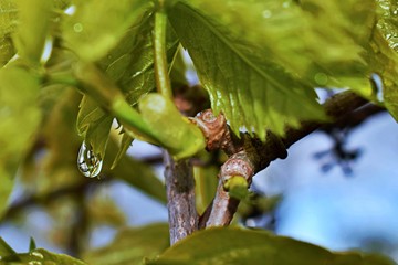 A closeup of a raindrop sitting beautifully  on a plant