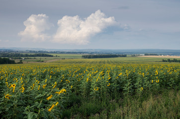 Field of ripe sunflowers.