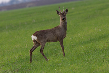 Roe deer standing in a field