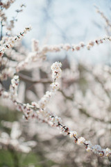 Blossom tree with white flowers. Apricot blossom tree. Spring