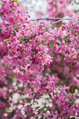 Obraz premium Blossom tree with pink flowers. Sakura blossom tree.